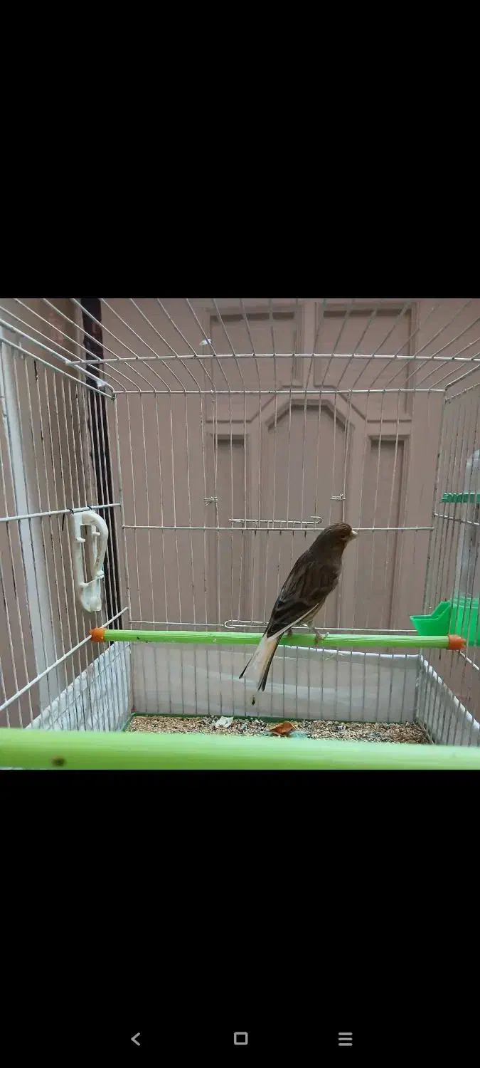 قناری و مرغ عشق|پرنده|اردبیل, |دیوار