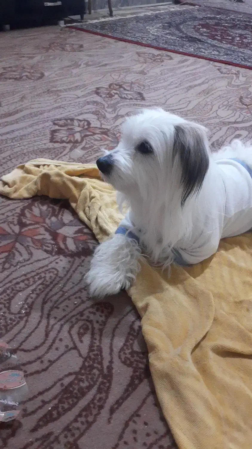 فروشی|سگ|دماوند, گیلاوند|دیوار