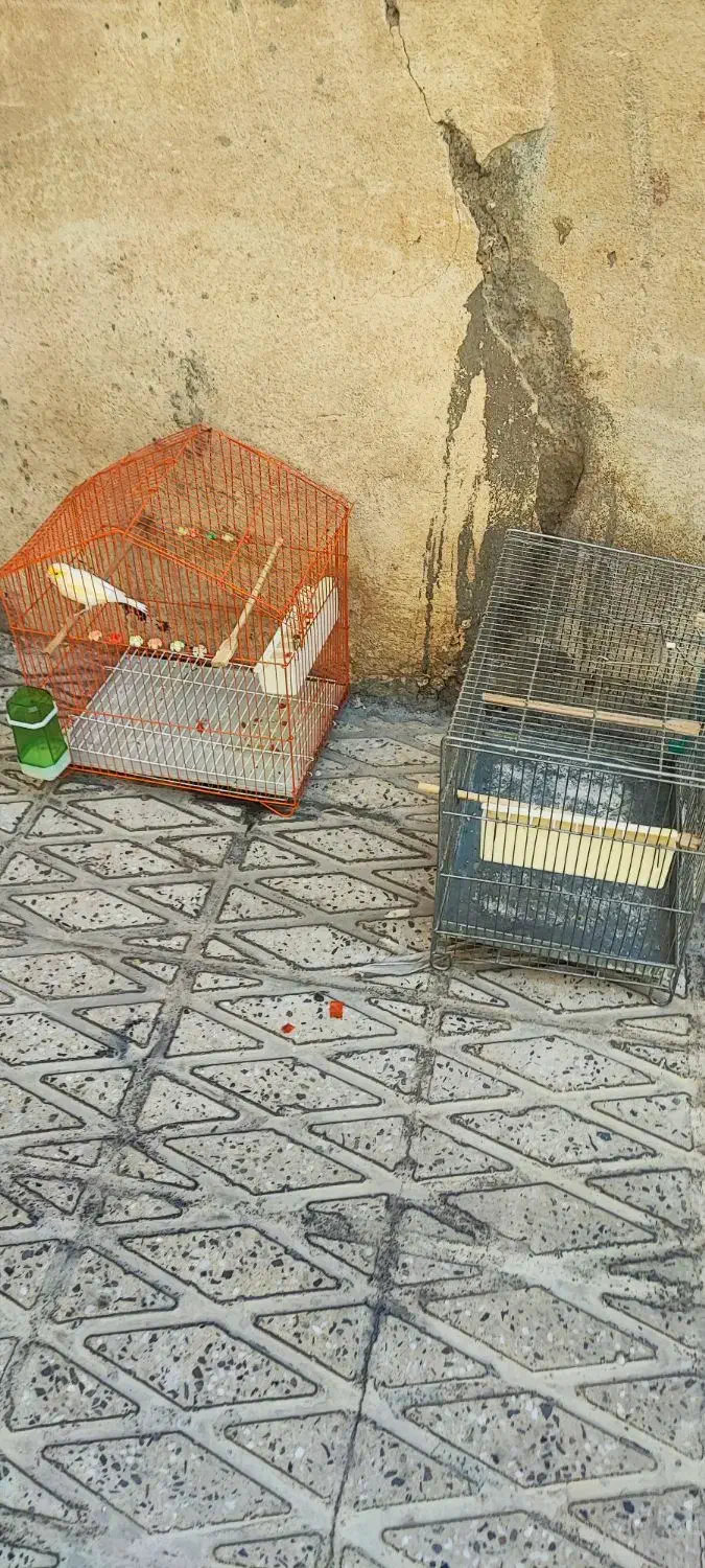 دو عدد سهره قناری|پرنده|ملکشاهی, |دیوار