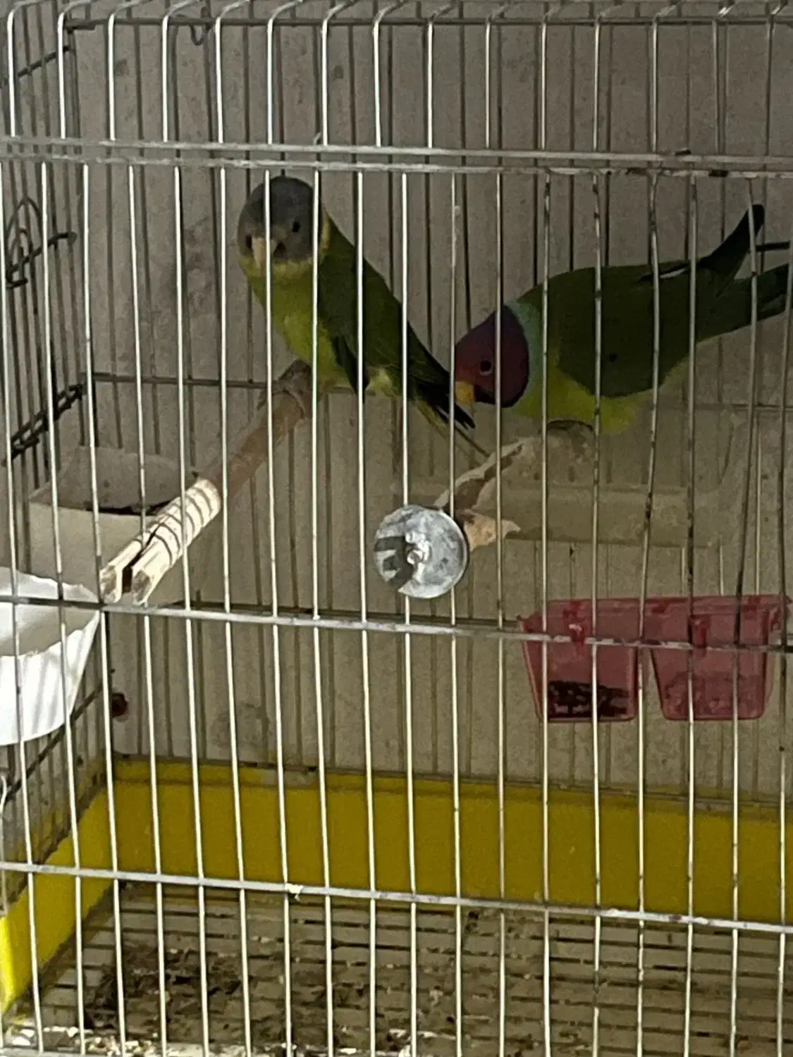 ملنگو کله آلویی|پرنده|شاهین‌شهر, سعدی شمالی|دیوار