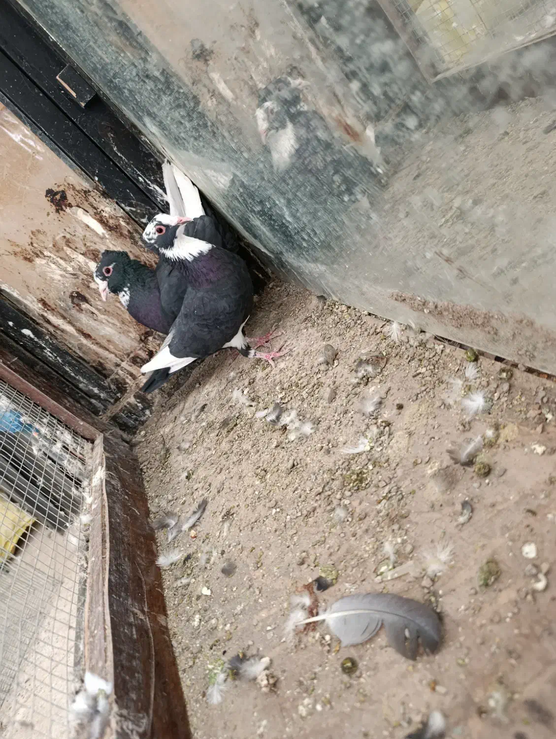 نر و ماده مینا سیاه کاکلی|پرنده|تربت‌حیدریه, پائین ولایت|دیوار