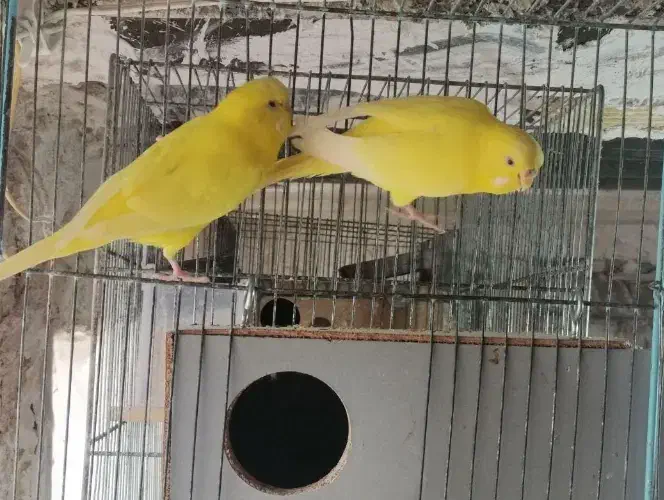 عروس هلندی و مرغ عشق فنچ|پرنده|قوچان, |دیوار