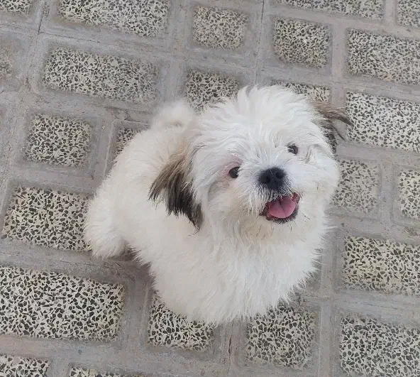 فروش فوری سگ شیتزو|سگ|اصفهان, بهارستان|دیوار