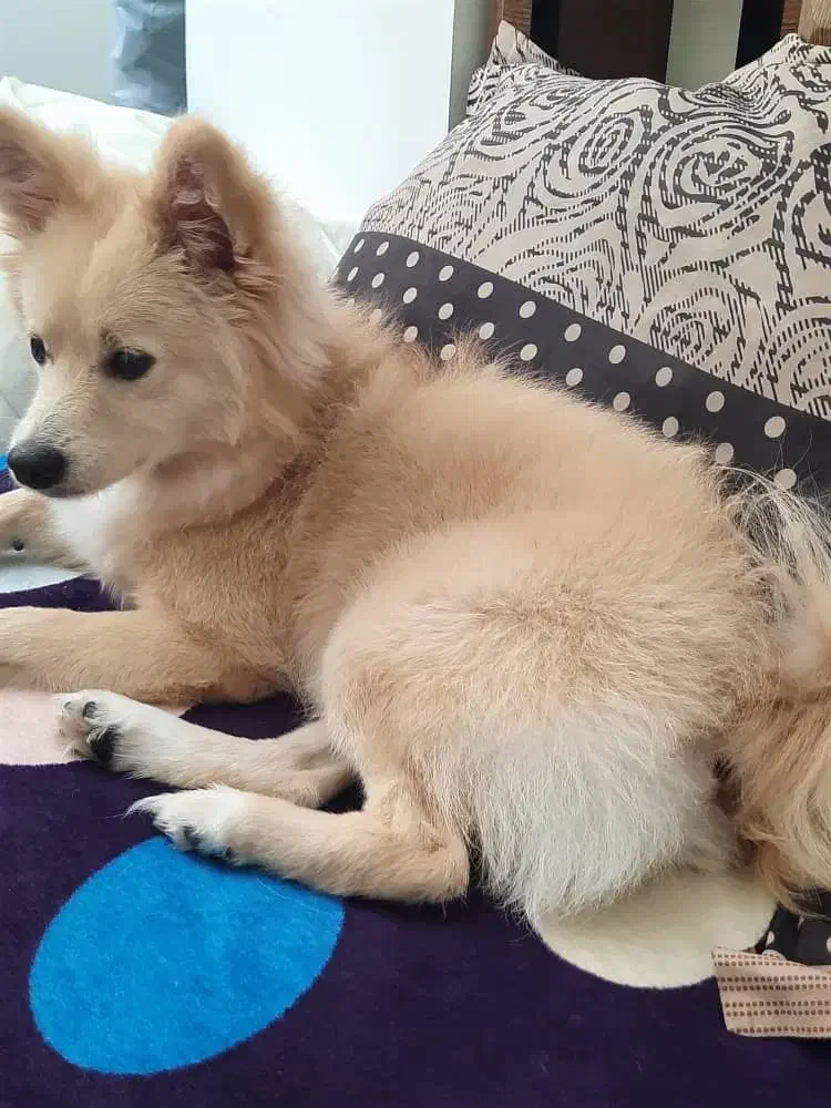 گمشده محدوده هشتگرد|حیوانات|هشتگرد, هشتگرد قدیم|دیوار