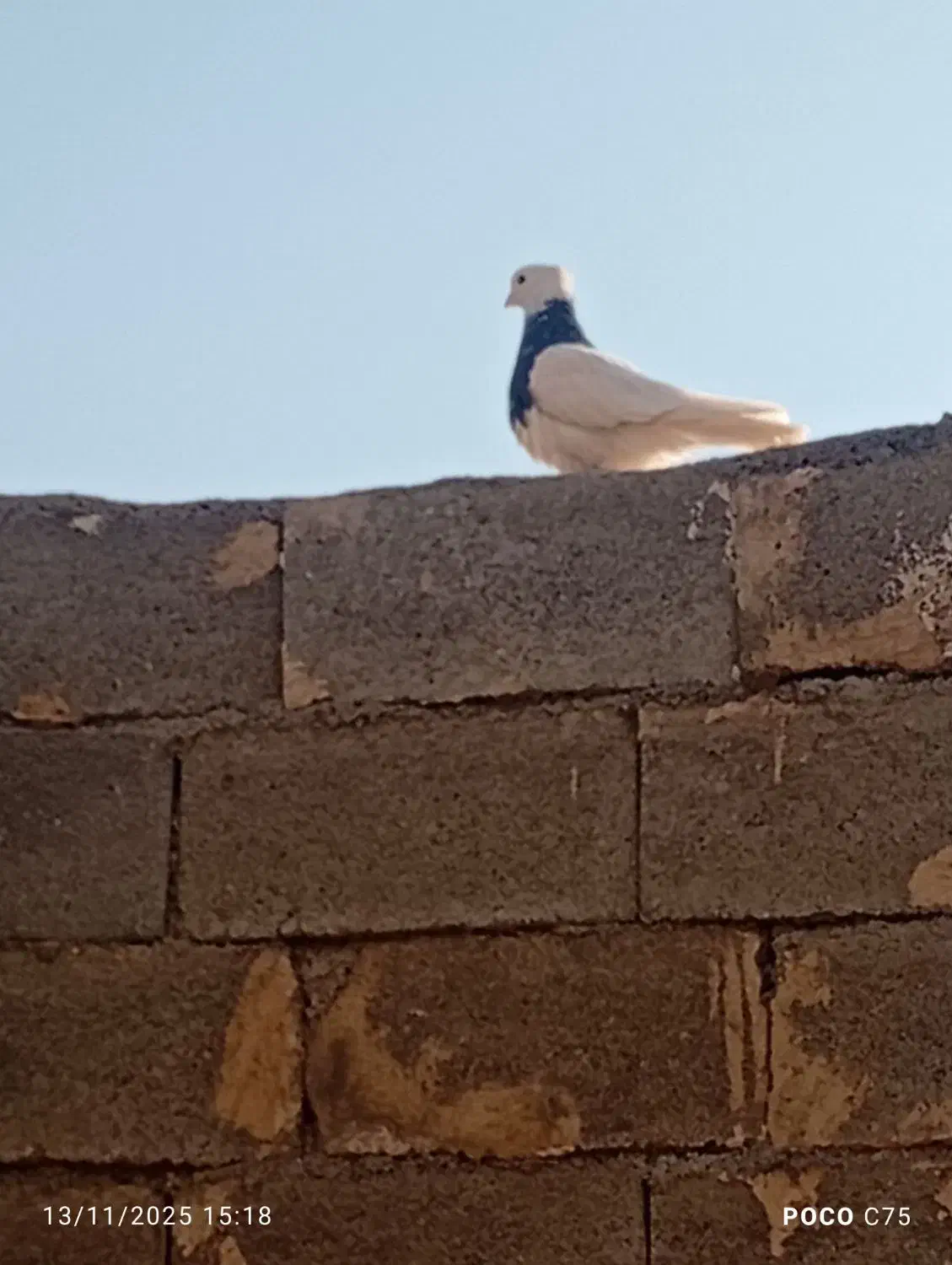 کبوتر طوقی|پرنده|خانمیرزا, |دیوار