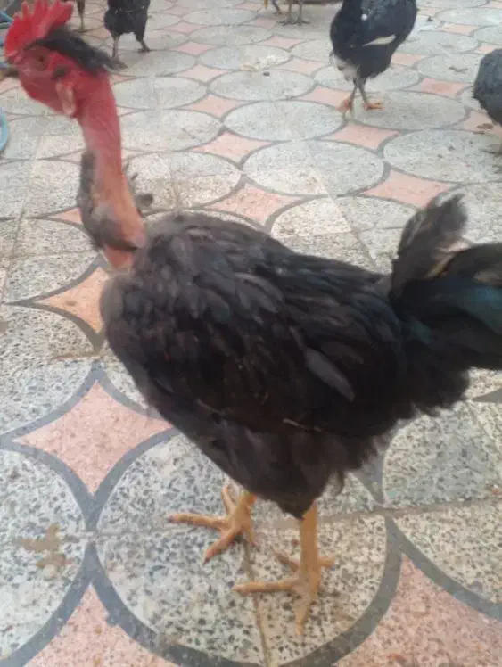 فروشی|حیوانات مزرعه|شیراز, گویم|دیوار