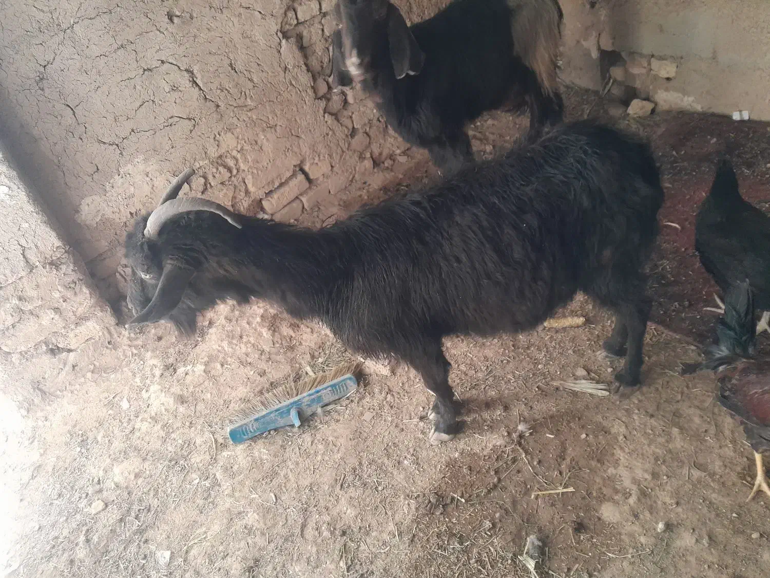 دوبز ویه کهره به فروش میرسد توافقی|حیوانات مزرعه|مرودشت, دولت آباد|دیوار