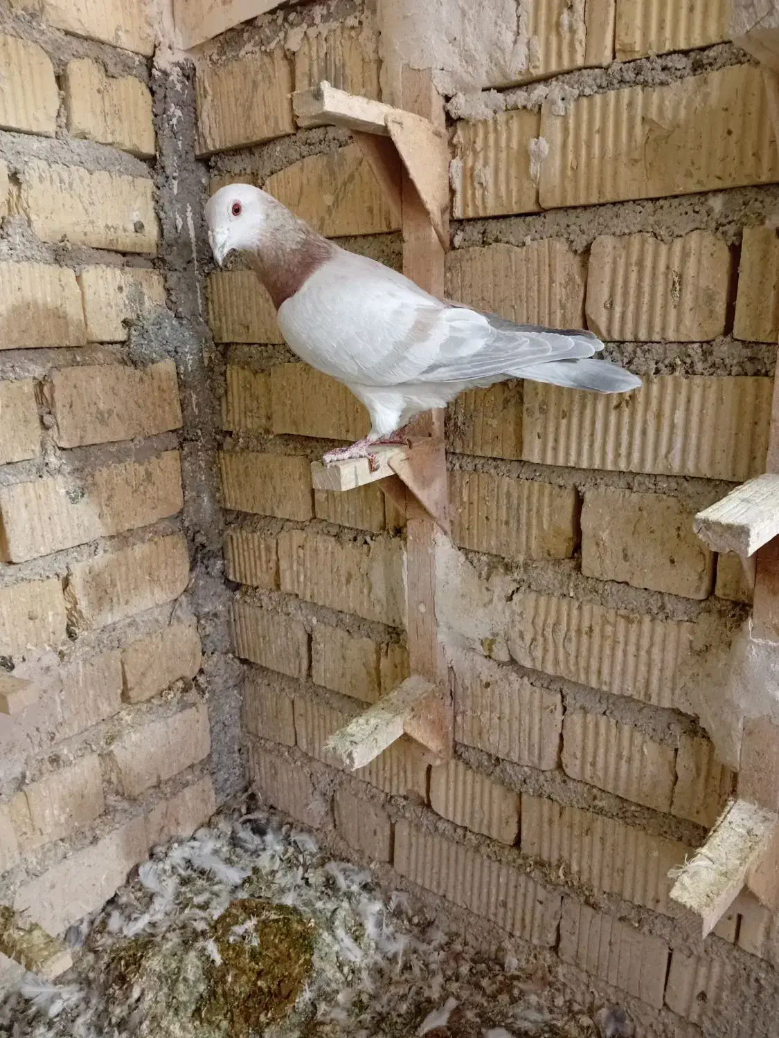 پلاکی طوقی زرد|پرنده|شیراز, سلطان آباد|دیوار