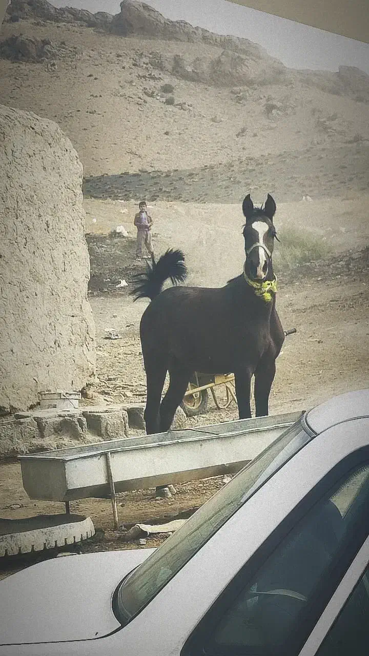 اسب|اسب و تجهیزات اسب‌سواری|چنگ الماسی, |دیوار