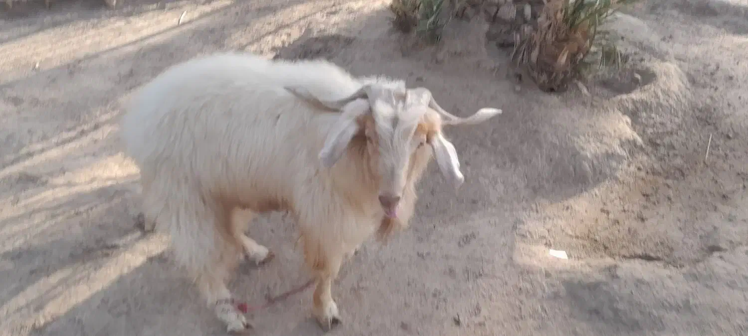 فروش یک راس بز نر|حیوانات مزرعه|ارزوئیه, |دیوار