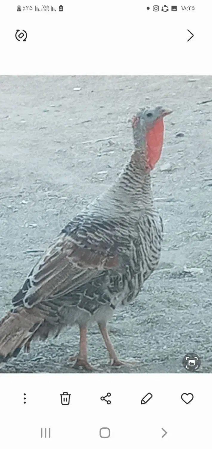 معاوضه با جفت قناری نروماده|پرنده|ایرانشهر, |دیوار