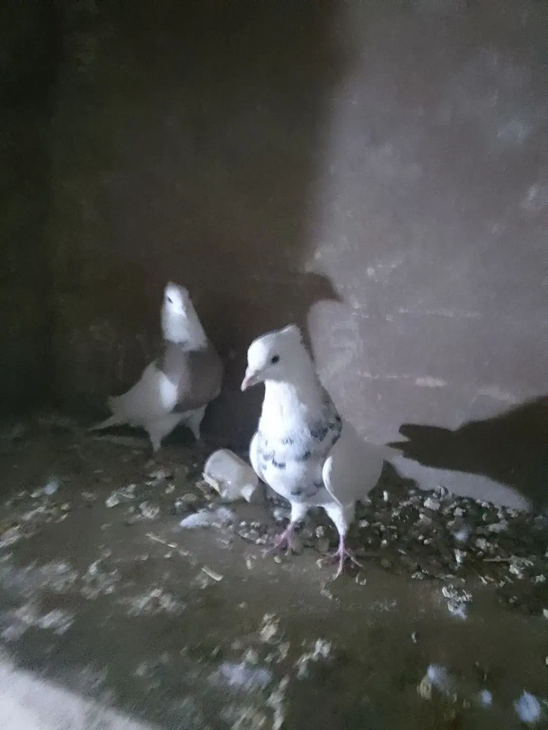 فروش یه جفت طوقی نرو ماده کاکل میخ درشت|پرنده|قروه, |دیوار