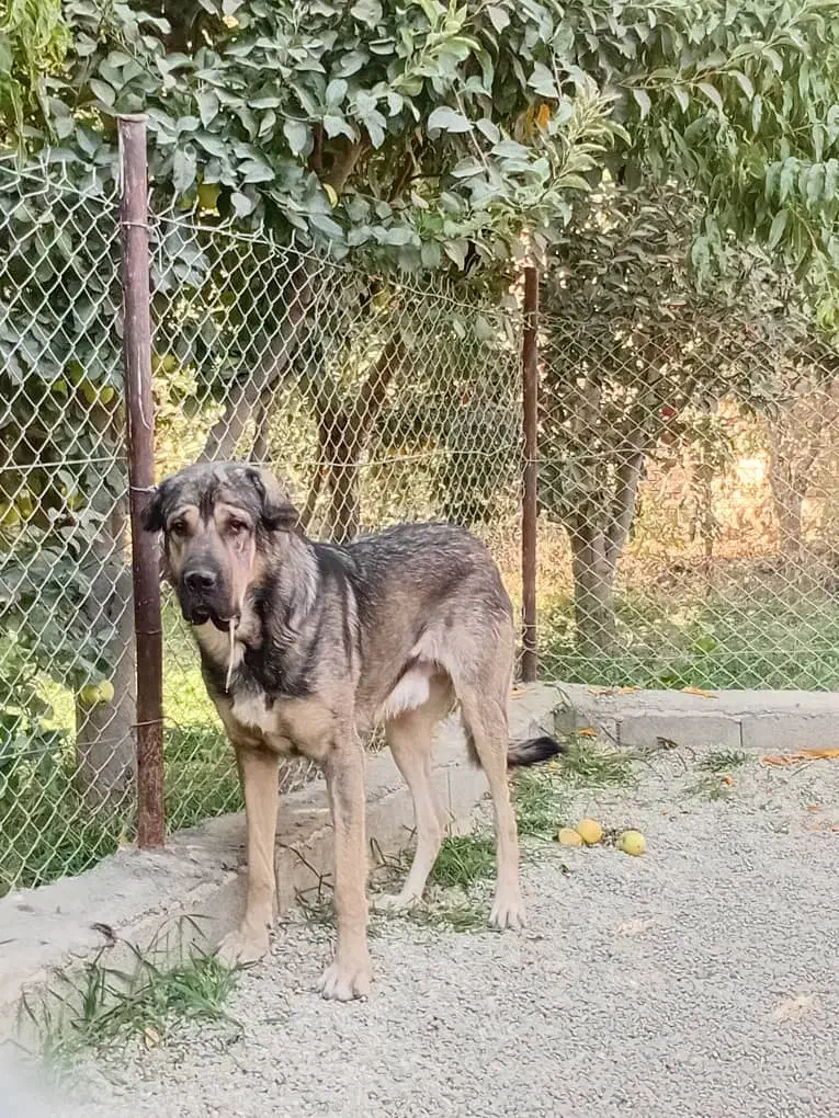 سگ عراقی|سگ|نوشین شهر, |دیوار