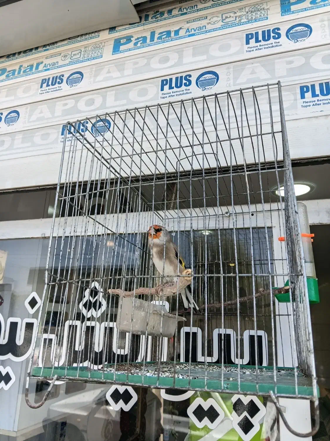 سهره کرمانی دارابی گل بلند خوشکل|پرنده|فسا, |دیوار