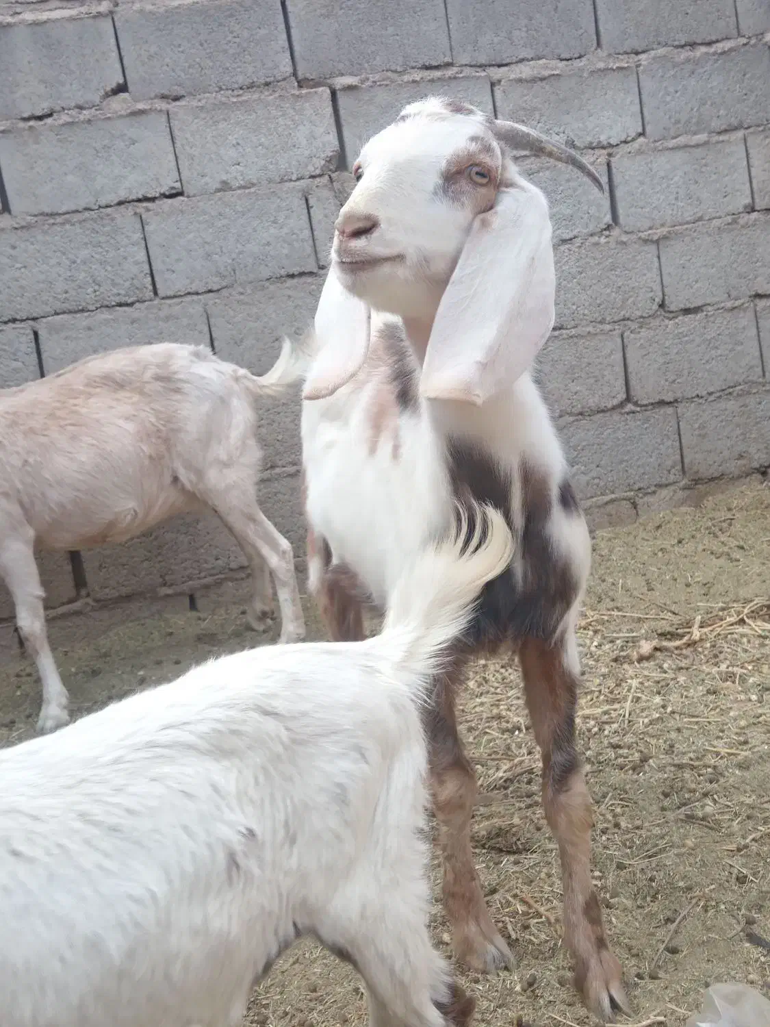 بزو کره و نر|حیوانات مزرعه|زرند, |دیوار