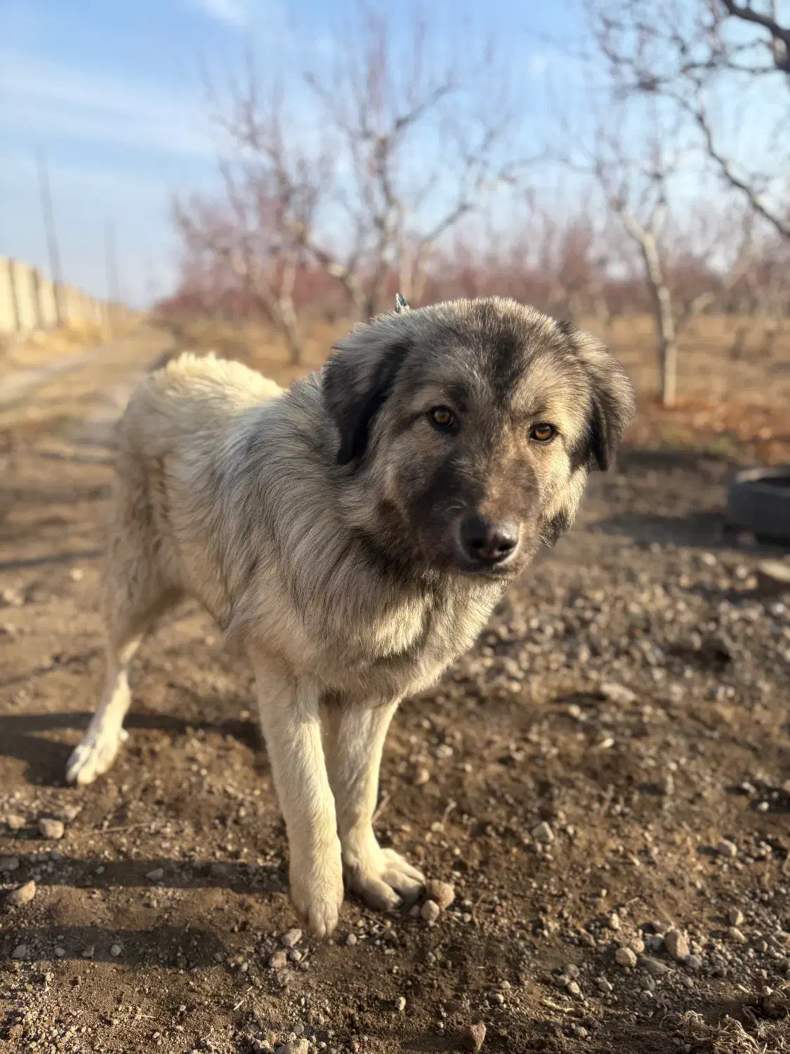 سگ گمشده|حیوانات|مشگین شهر, |دیوار