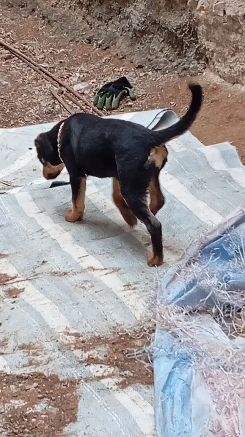 میکس دوبرمن و ژرمن ۱۰۰روزه|سگ|تهران, زعفرانیه|دیوار