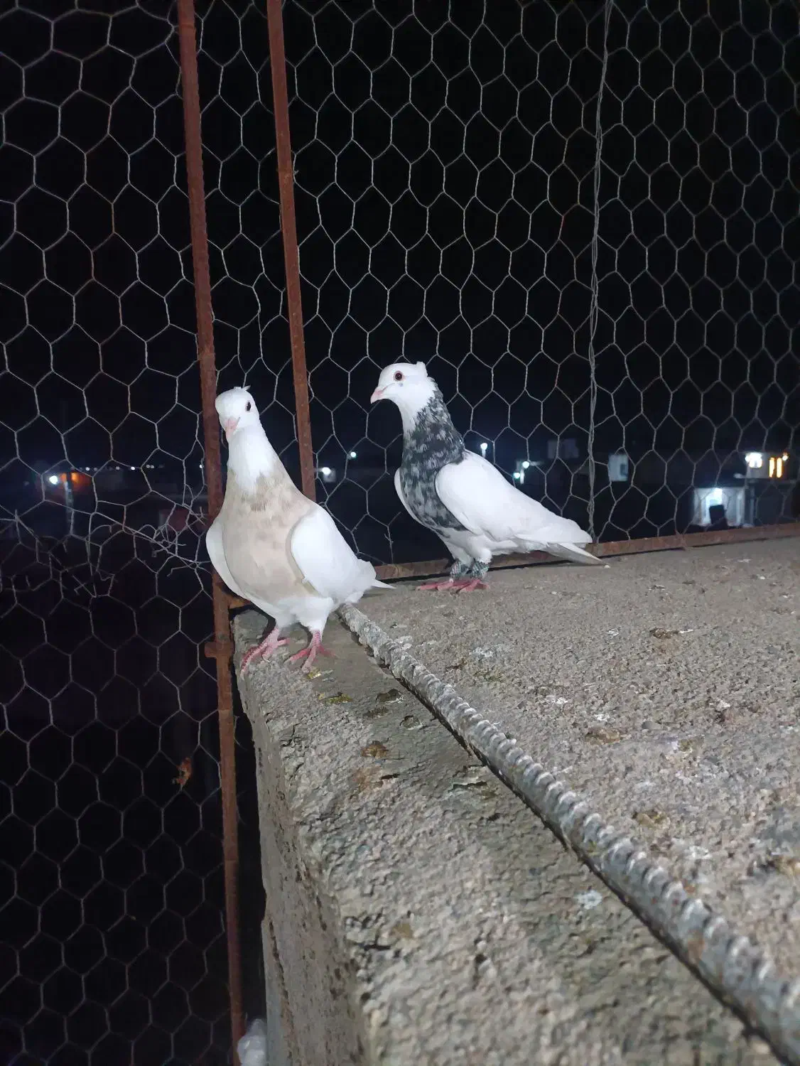 کبوتر رنگی|پرنده|گنبد کاووس, |دیوار