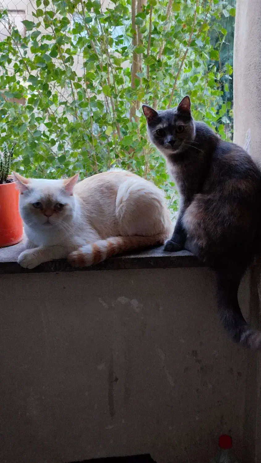 گربه|گربه|پاکدشت, پاکدشت (مامازند)|دیوار