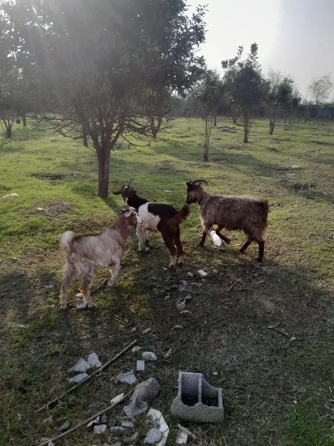 ۷ گوسفند آبستن. ۲ تا بز با بزغاله۲۵ کیلوی|حیوانات مزرعه|آمل, |دیوار