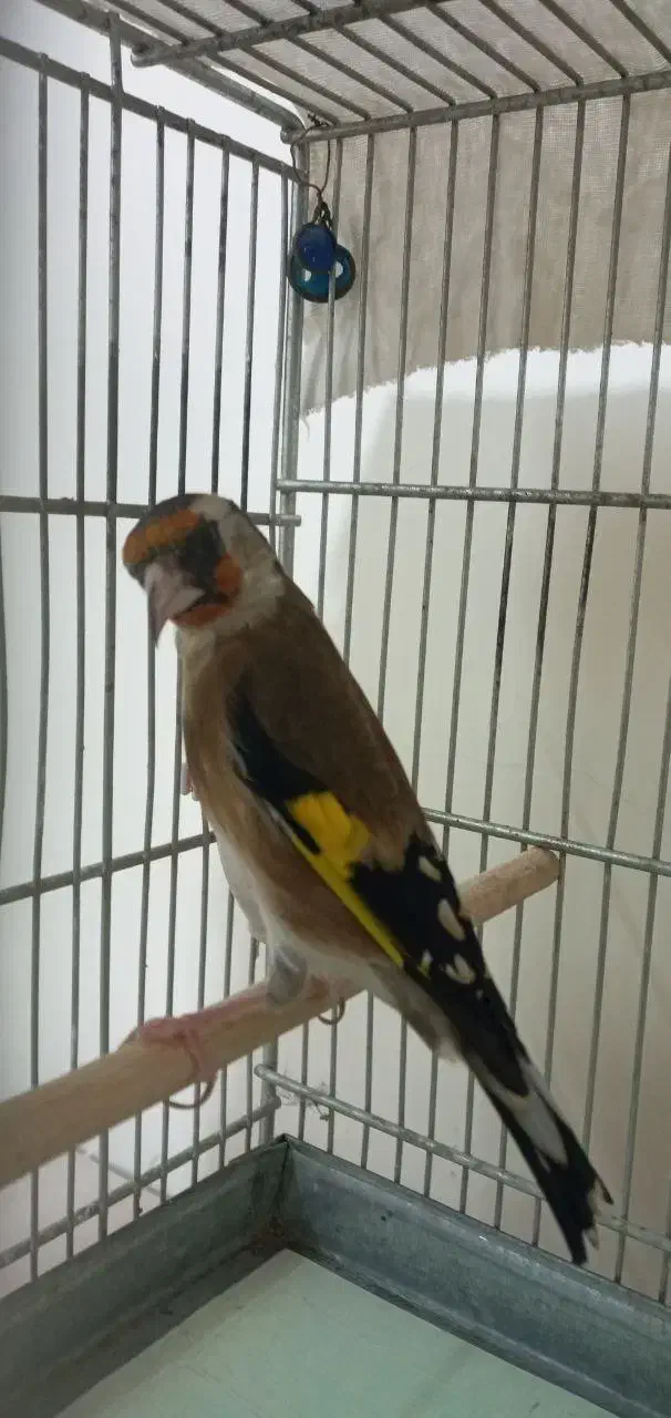 سهره|پرنده|تهران, فلاح|دیوار