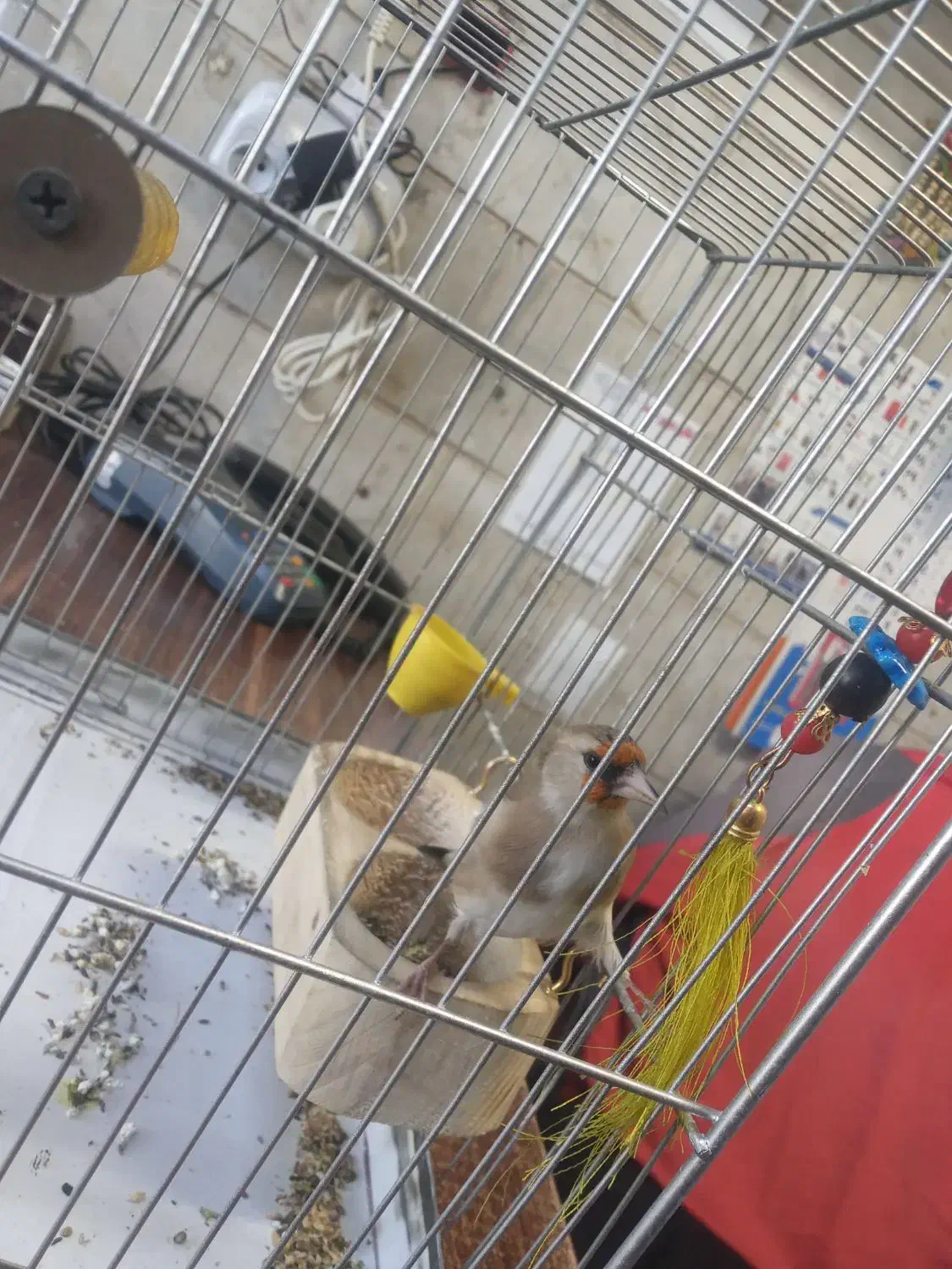 سهره ماده|پرنده|رباط‌کریم, الارد|دیوار