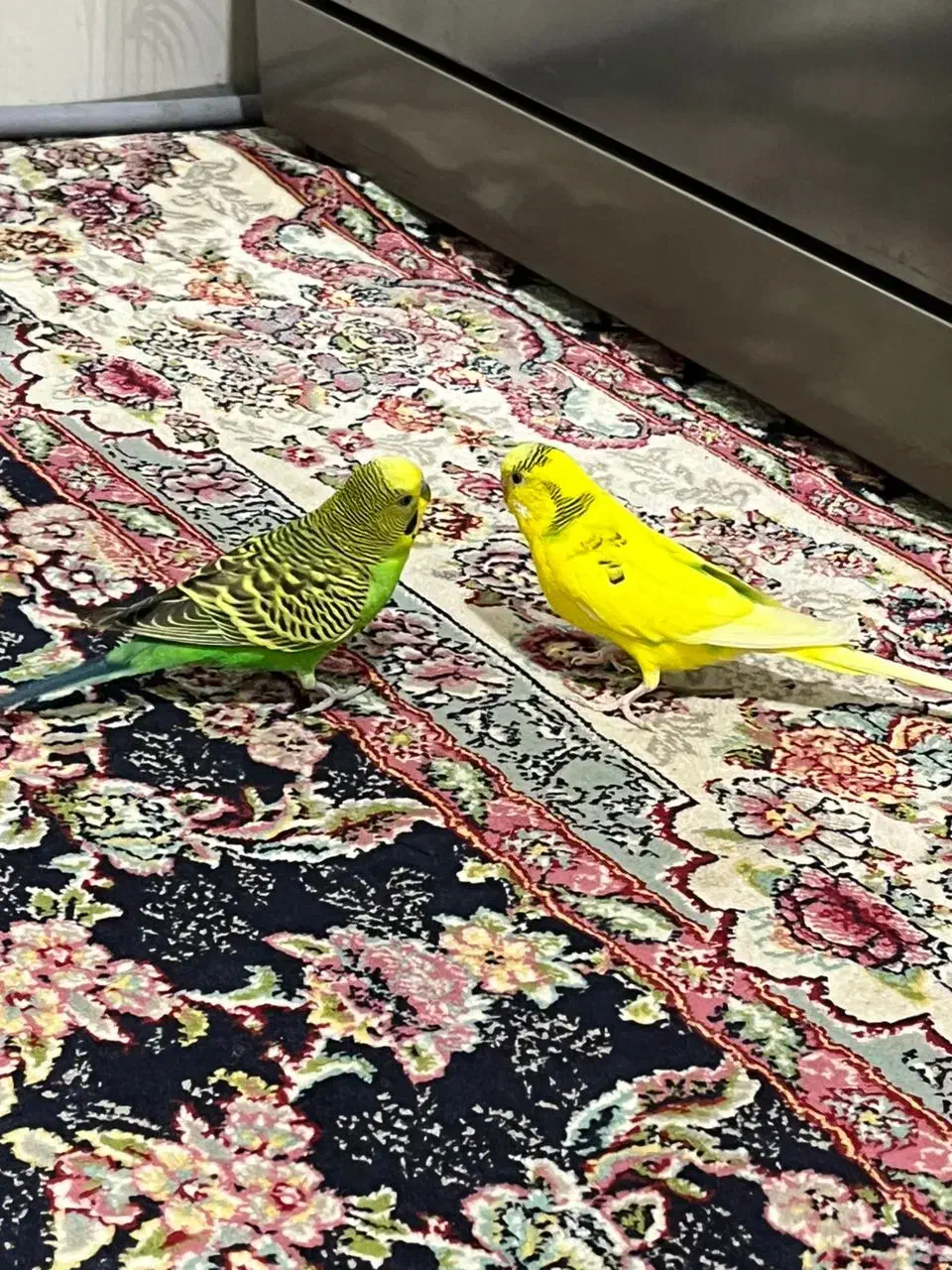 مرغ عشق|پرنده|تهران, شادآباد|دیوار