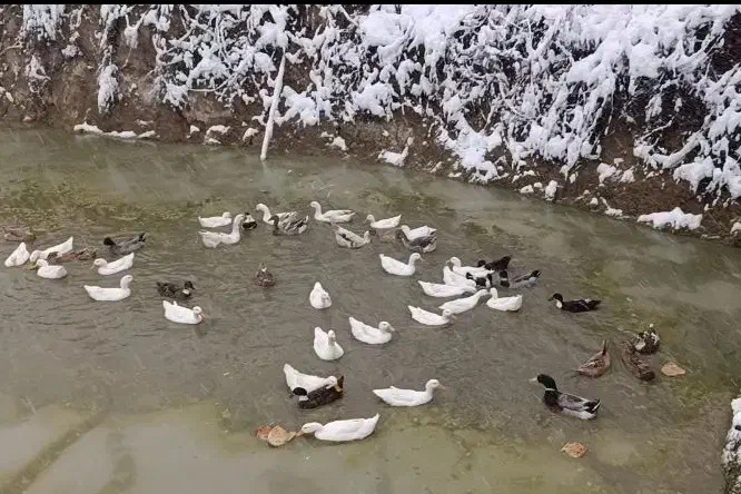 اردک محلی|حیوانات مزرعه|مینودشت, |دیوار