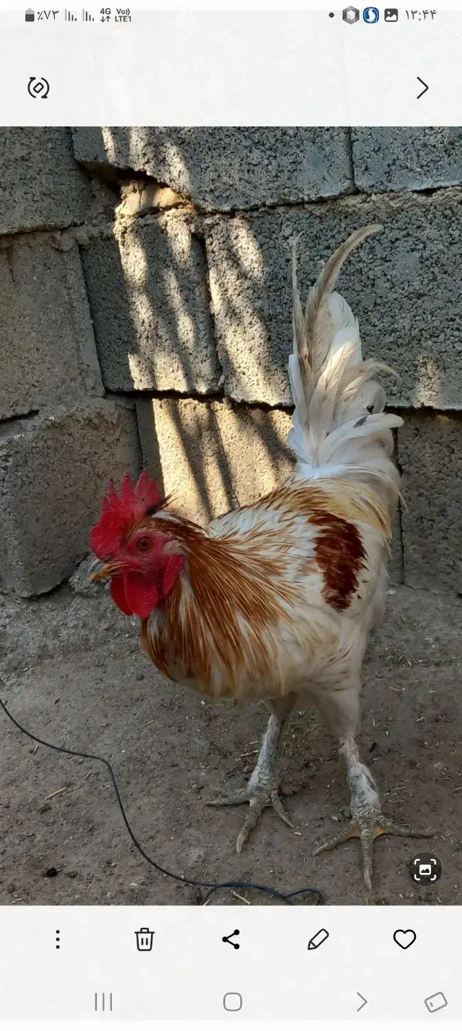 خروس فروشی|حیوانات مزرعه|کوه چنار, |دیوار