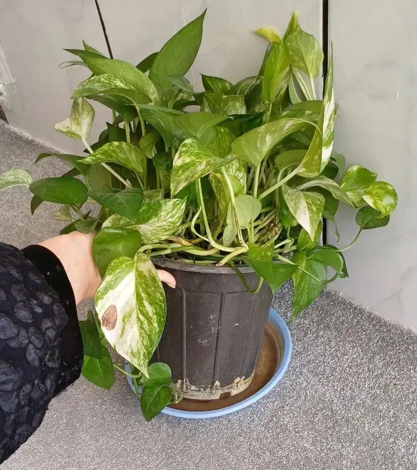 گل پتوس و سانسوریا و آگلونما|گل و گیاه طبیعی|شیراز, طلاب|دیوار