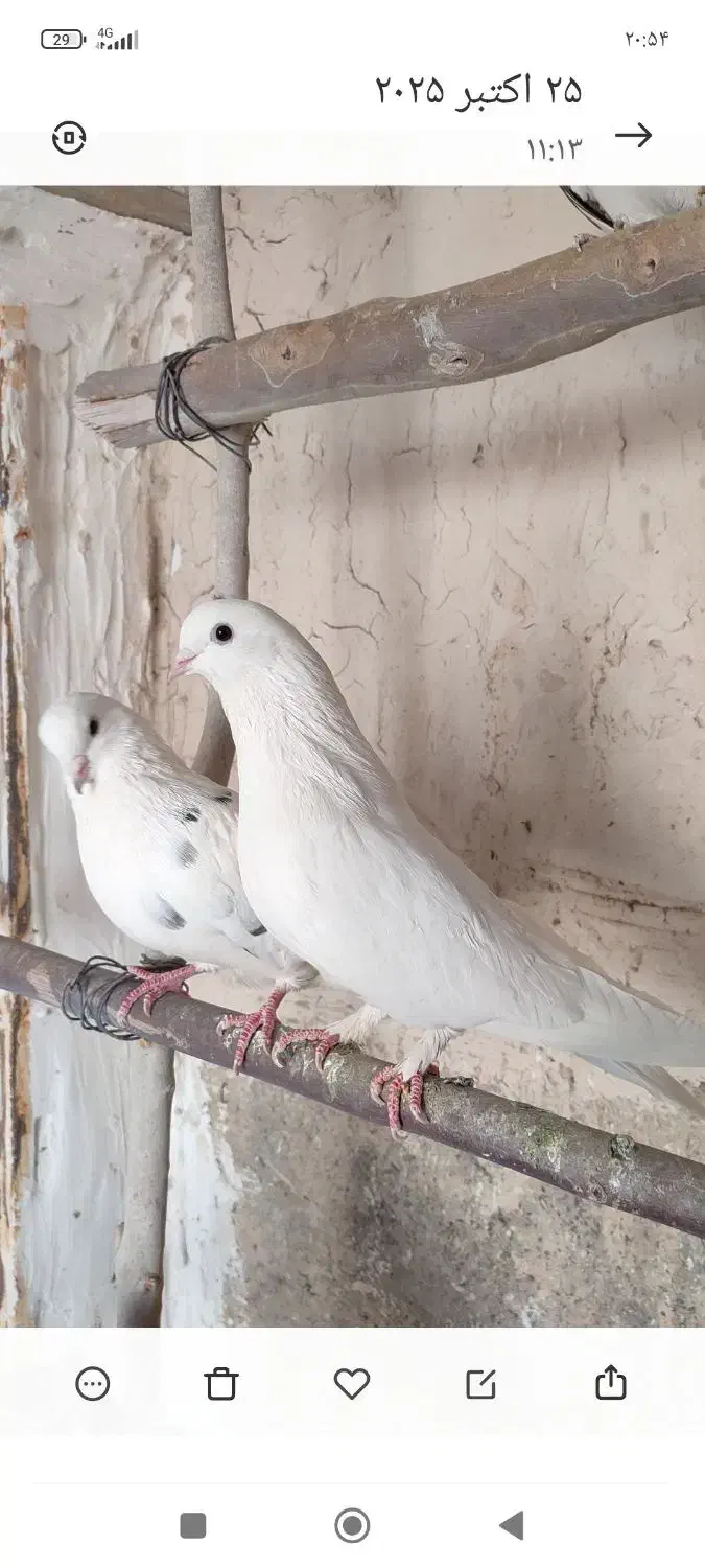 کبوتر پرشی|پرنده|قم, شهرک قدس|دیوار