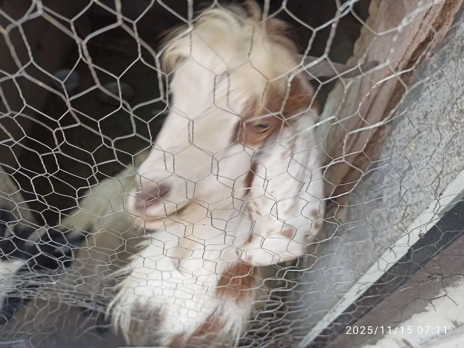 بز بومی|حیوانات مزرعه|اصفهان, بیدآباد|دیوار