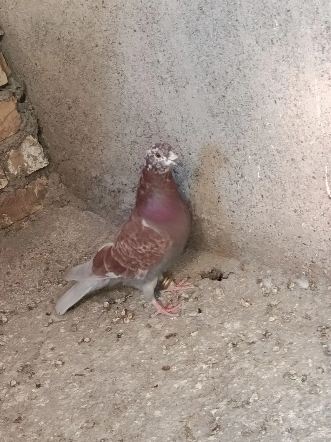 کفتر آلمانی و دورگ|پرنده|مشهد, باغ فراگرد|دیوار