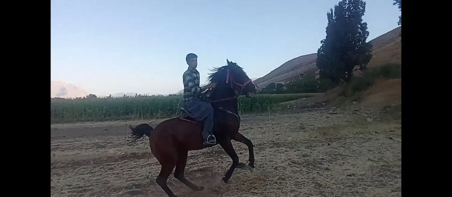 مادیون گم شده|اسب و تجهیزات اسبسواری|فارسان, |دیوار