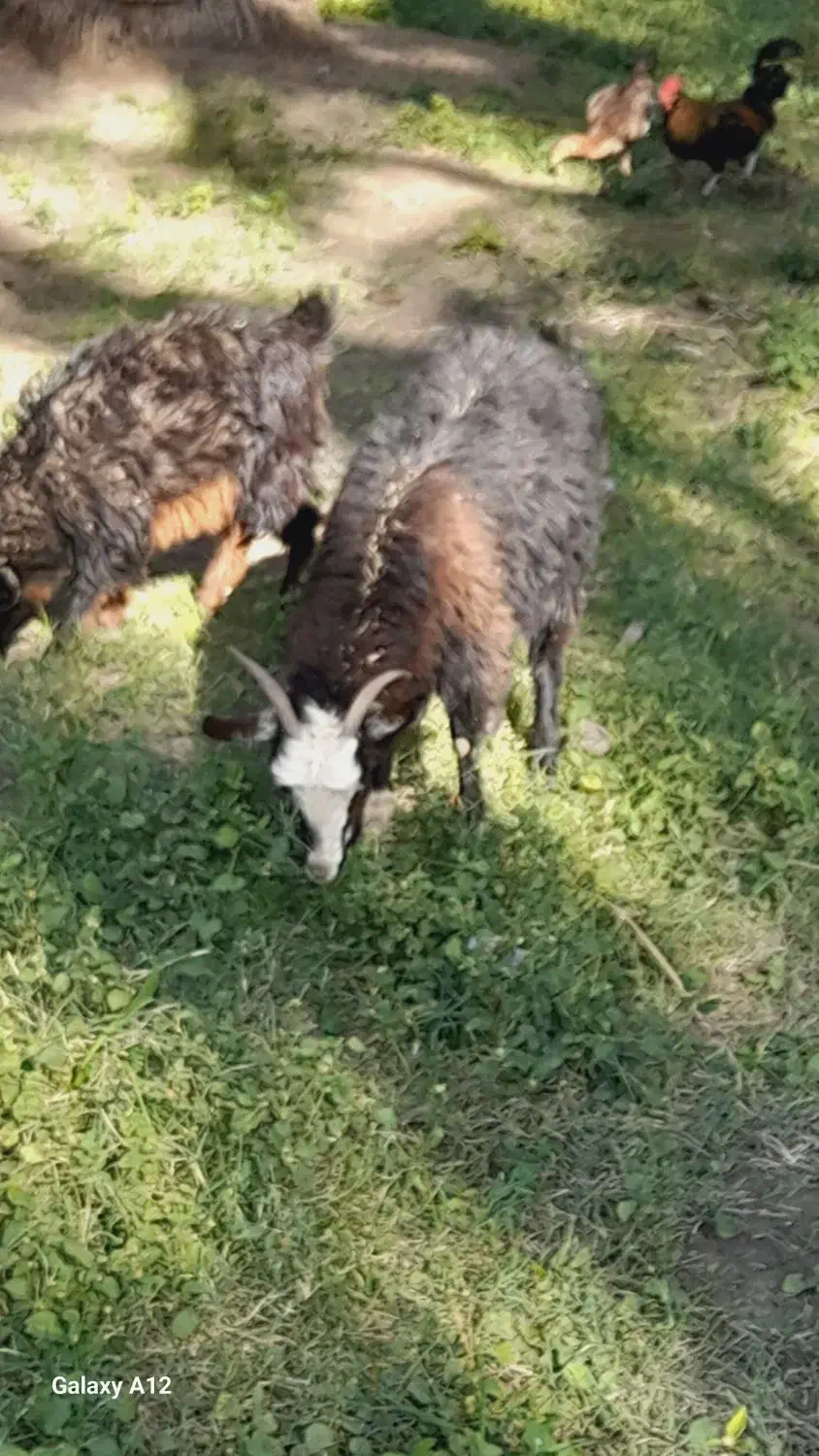 میش دوبره|حیوانات مزرعه|بم, |دیوار