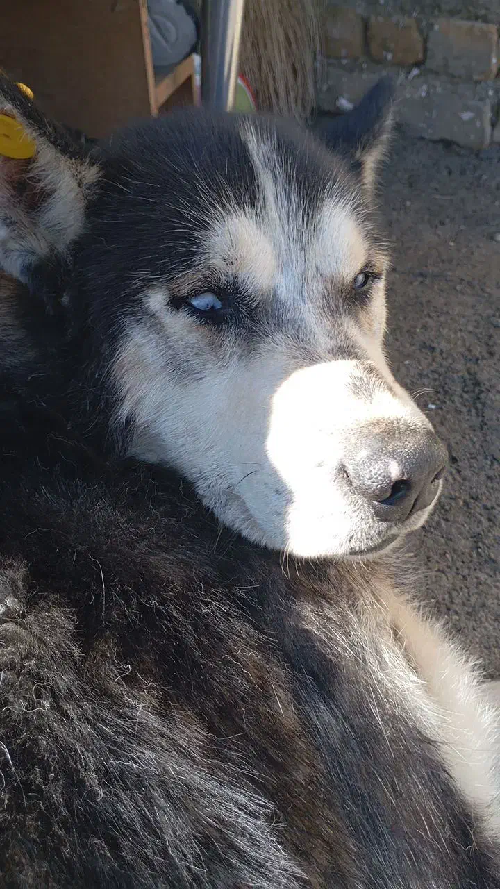 سگ مفقود|سگ|صومای برادوست, |دیوار