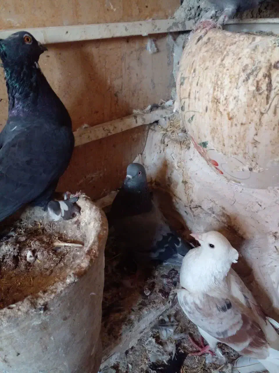 کفتر|پرنده|قم, کیوانفر|دیوار