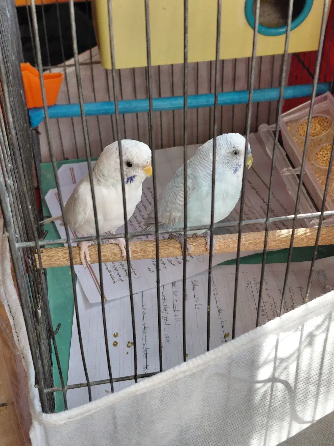 مرغ عشق وطوطی برزیلی|پرنده|اردبیل, |دیوار