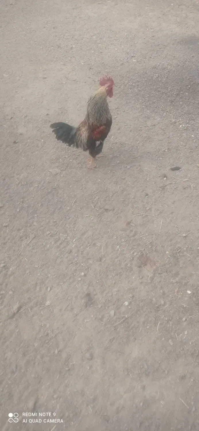 مرغ بوقلمون|حیوانات مزرعه|گلپایگان, |دیوار