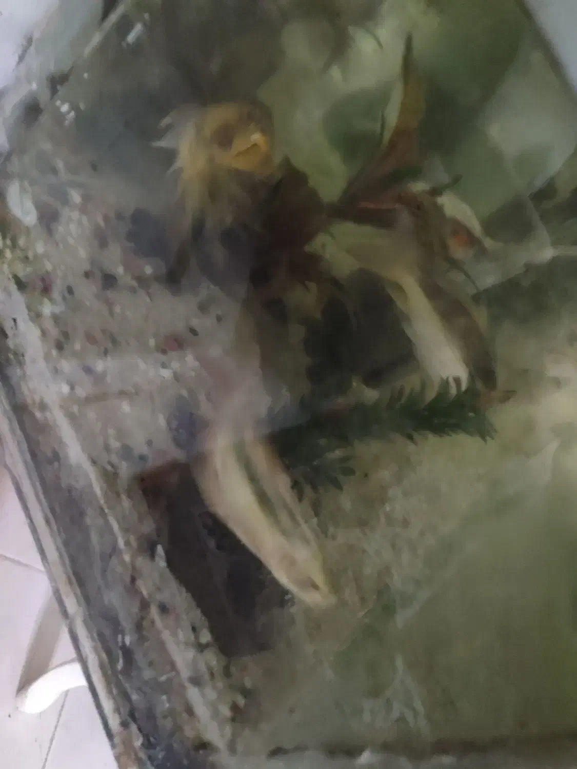 ماهی کوی تخفیف همم می دم به علت جابجایی|ماهی|شاهرود, |دیوار