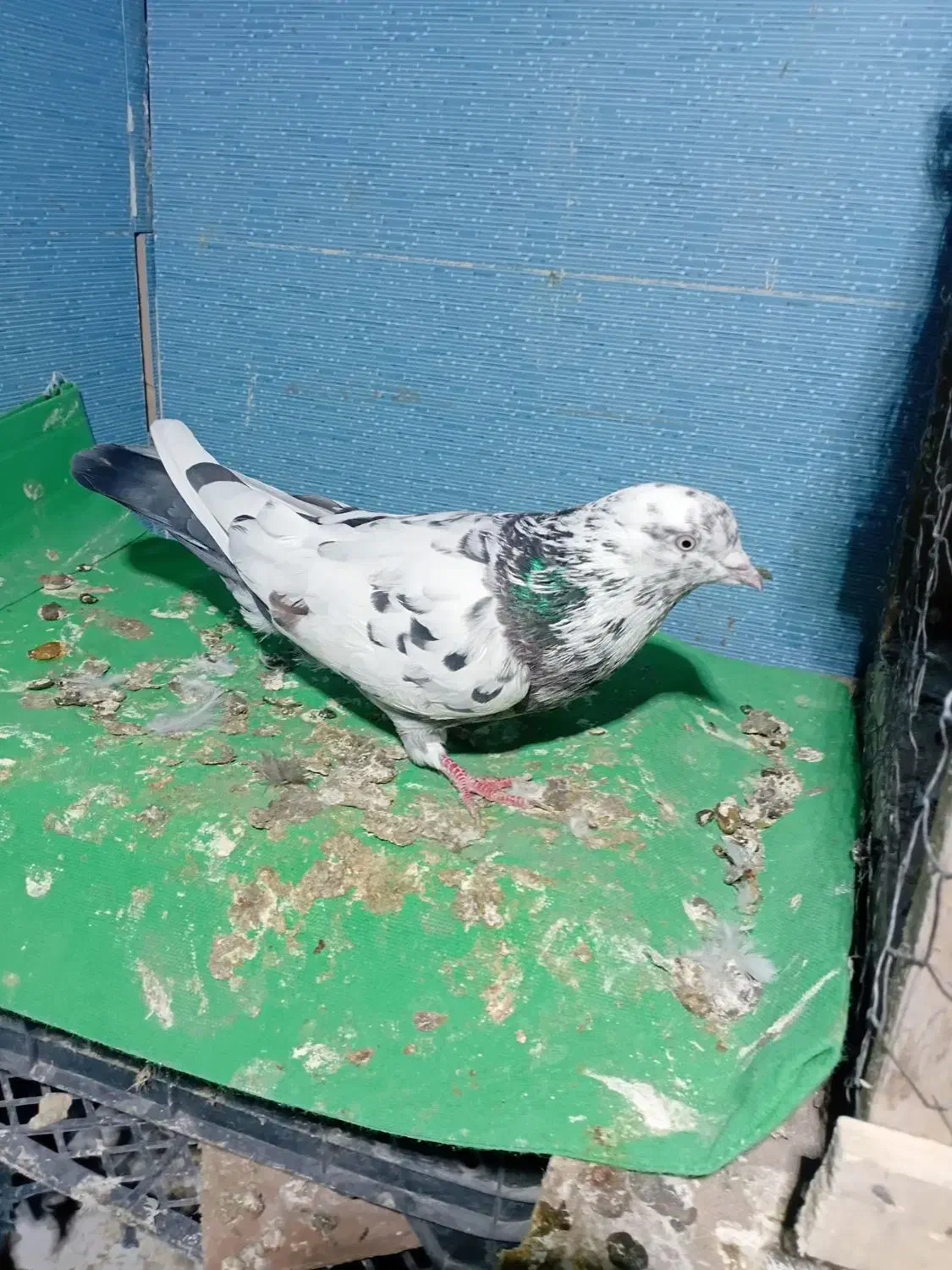 دوتا نر و ماده مامونیه|پرنده|ساوه, |دیوار