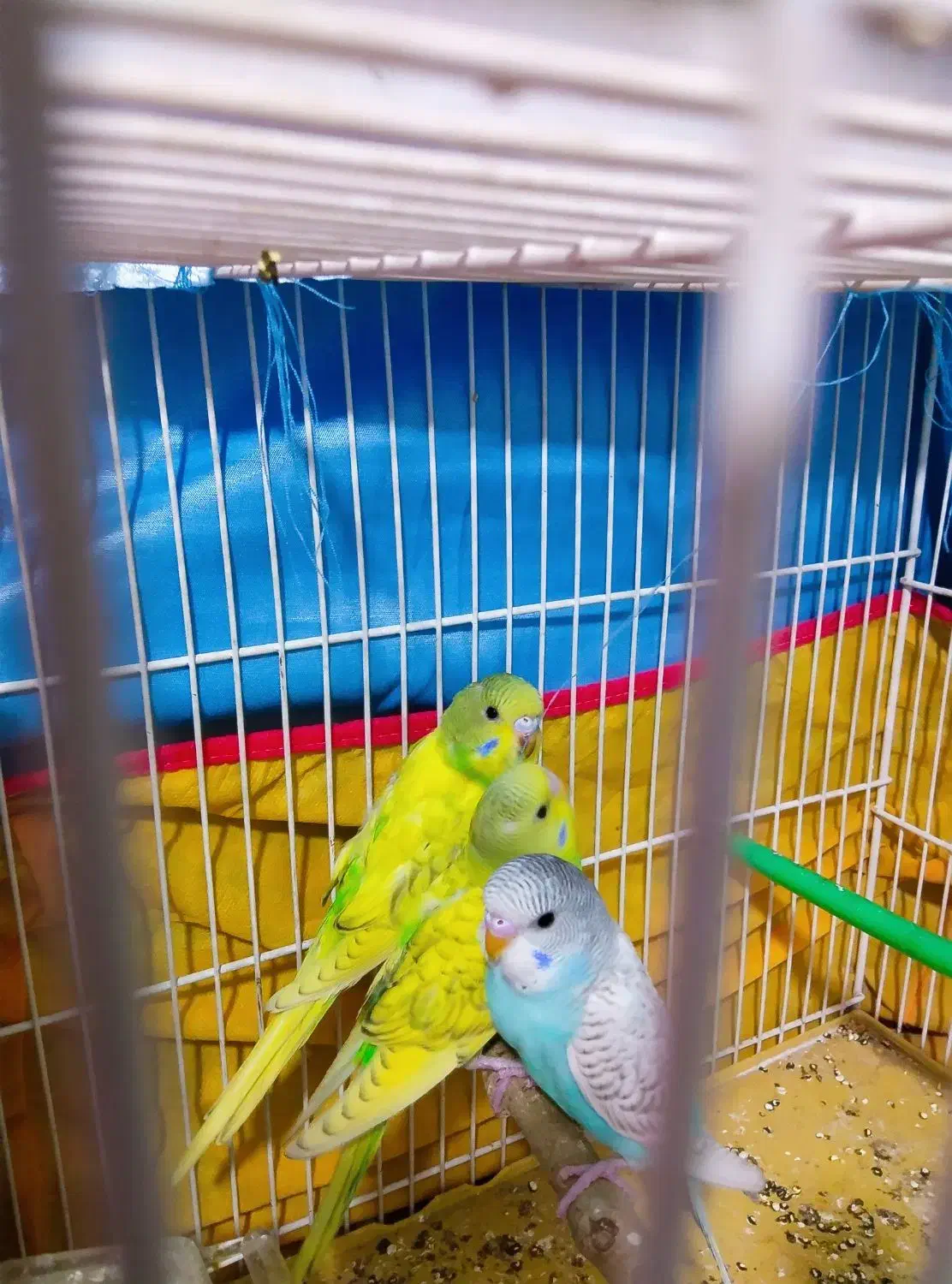 جوجه مرغ عشق دستی|پرنده|مشهد, توس (بلوار توس)|دیوار