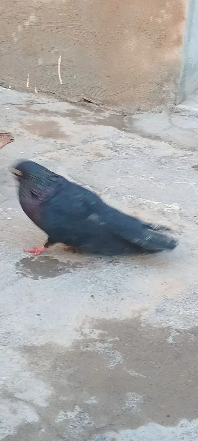 کبوتر|پرنده|میاندوآب, |دیوار