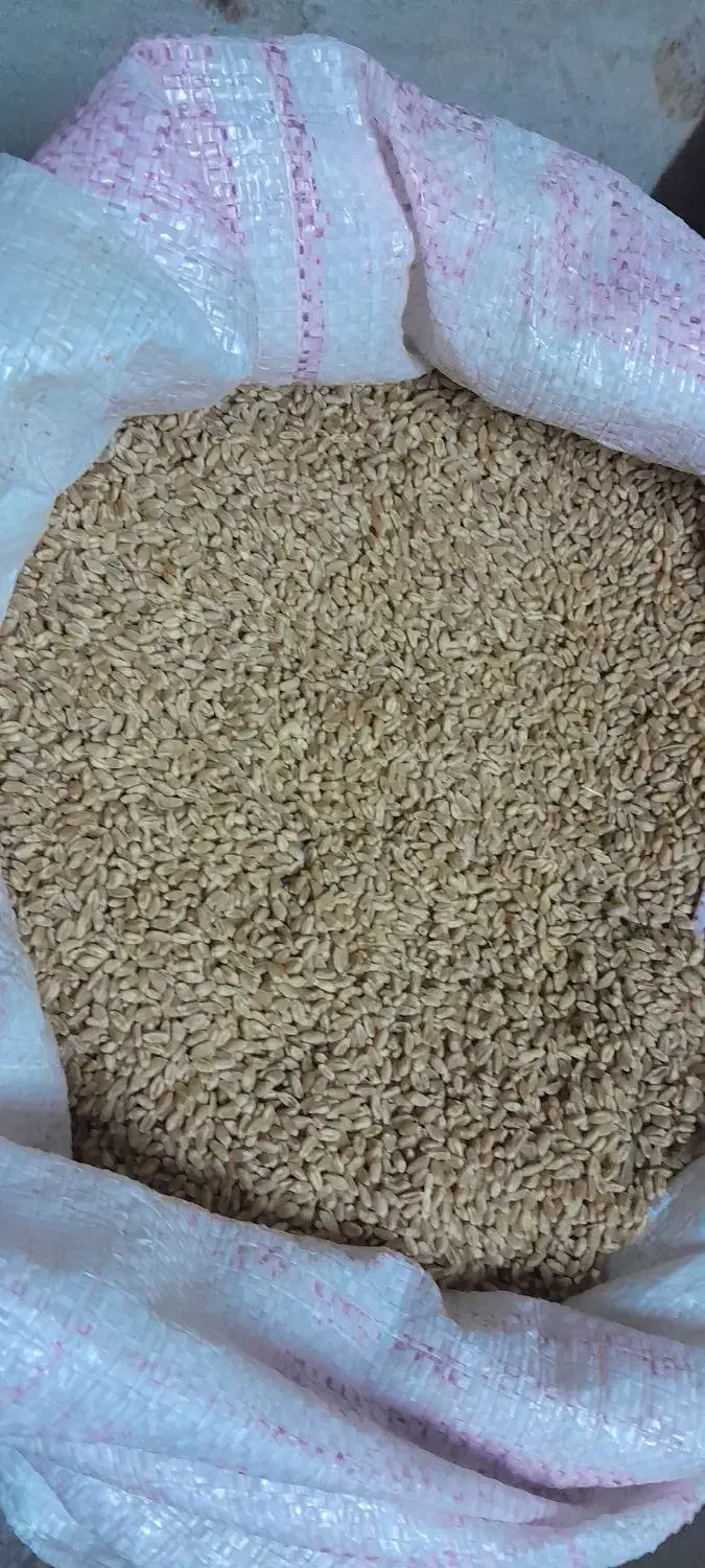 فروش بذر گندم نژاد میهن|لوازم جانبی حیوانات|خرمدره, |دیوار