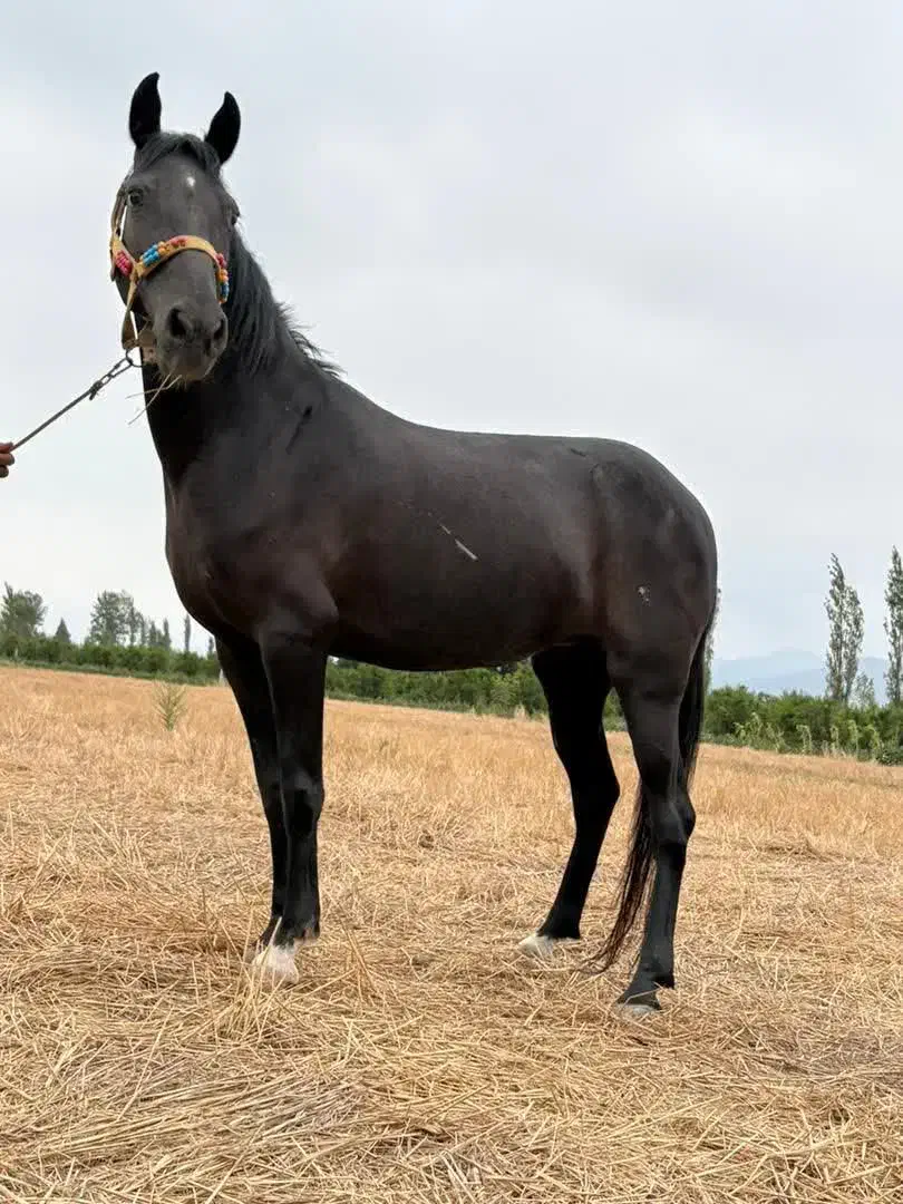 مادیون یرقه|اسب و تجهیزات اسب‌سواری|کردکوی, |دیوار