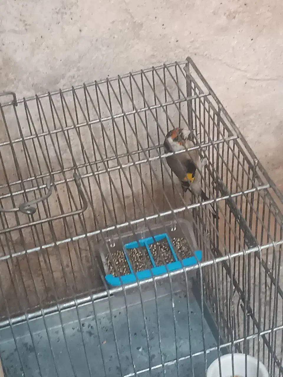 سهره|پرنده|ارومیه, |دیوار