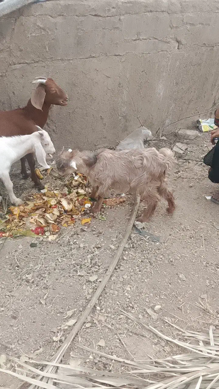 گوسفند|حیوانات مزرعه|منوجان, |دیوار