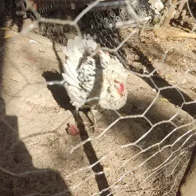 مرغ گلین کرچ|حیوانات مزرعه|مینودشت, |دیوار