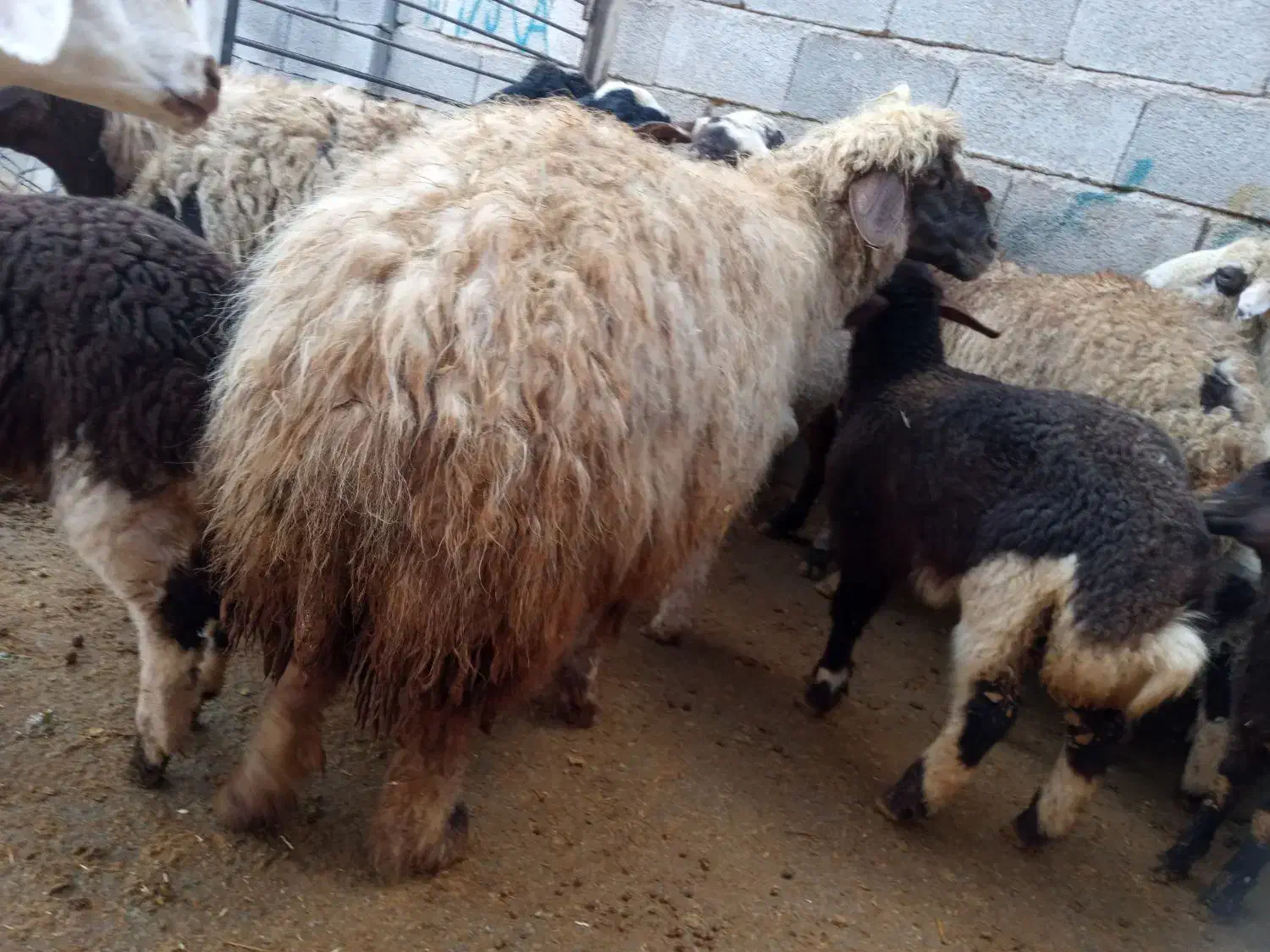 میش وبره|حیوانات مزرعه|کرمانشاه, |دیوار