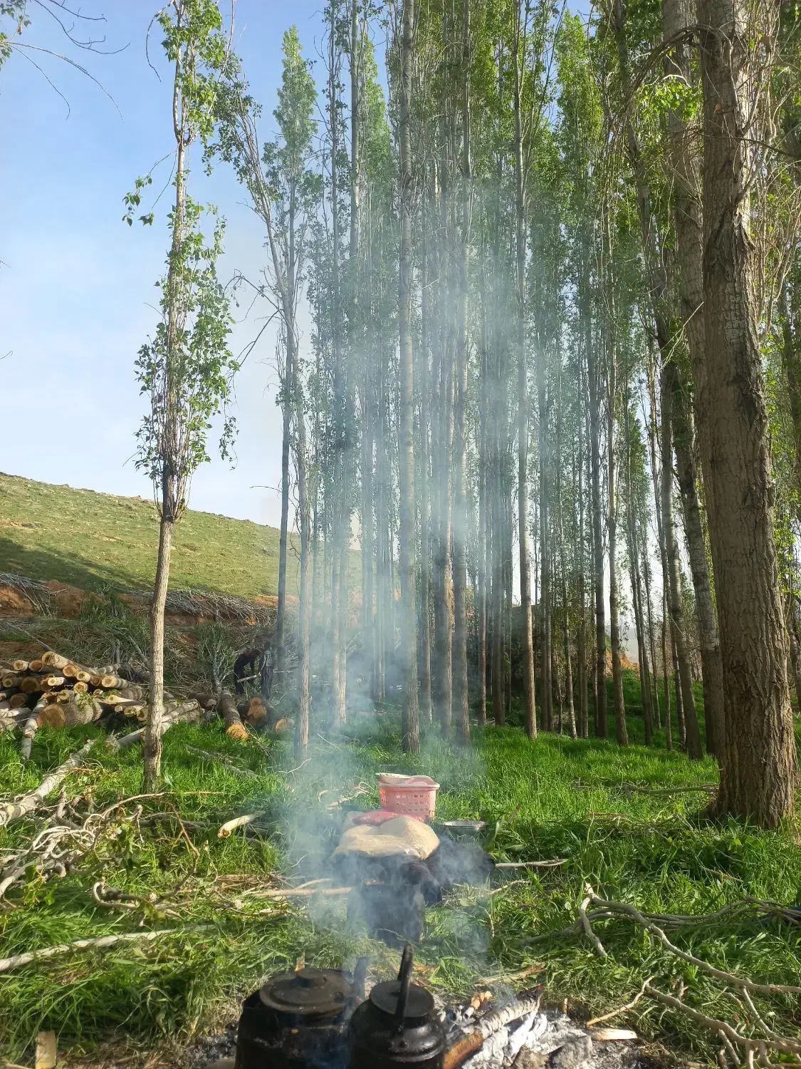 خرید چوب|خدمات باغبانی و درختکاری|شاهین دژ, |دیوار